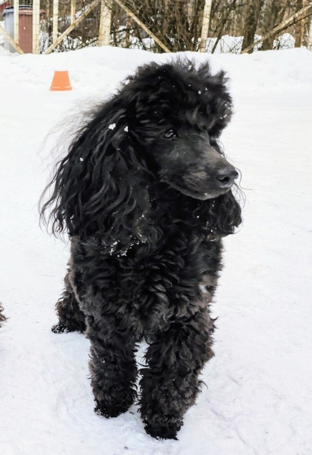 Kennel Blenmarin K pi villakoira Pennut